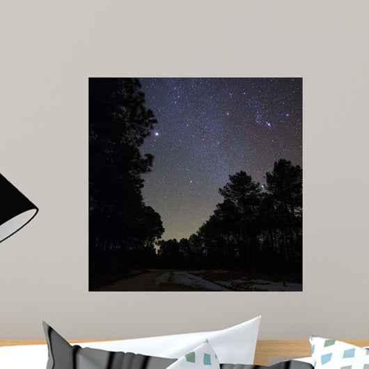 Stars Shine above Woods Wall Decal