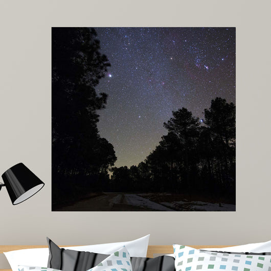 Stars Shine above Woods Wall Decal