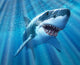 Great White Shark with Wall Decal