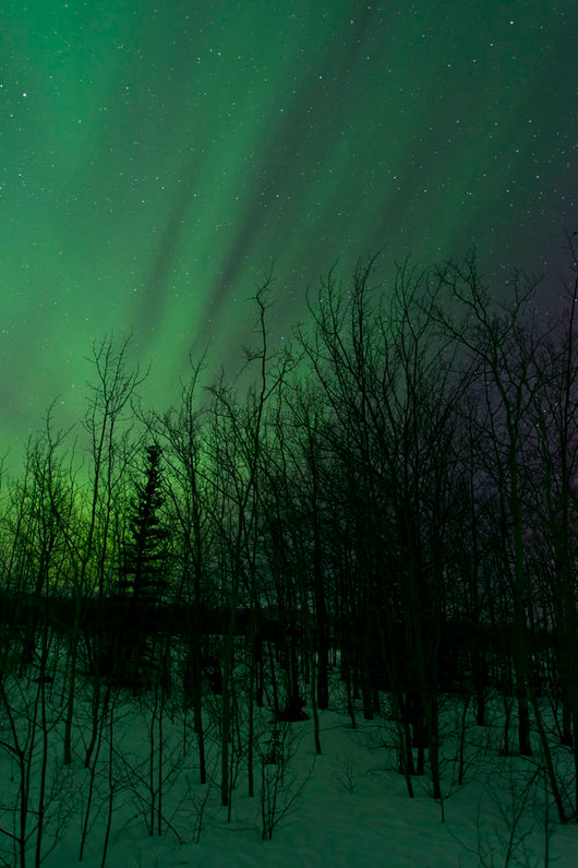 Aurora Borealis over Trees Wall Decal Design 6