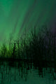 Aurora Borealis over Trees Wall Decal Design 6