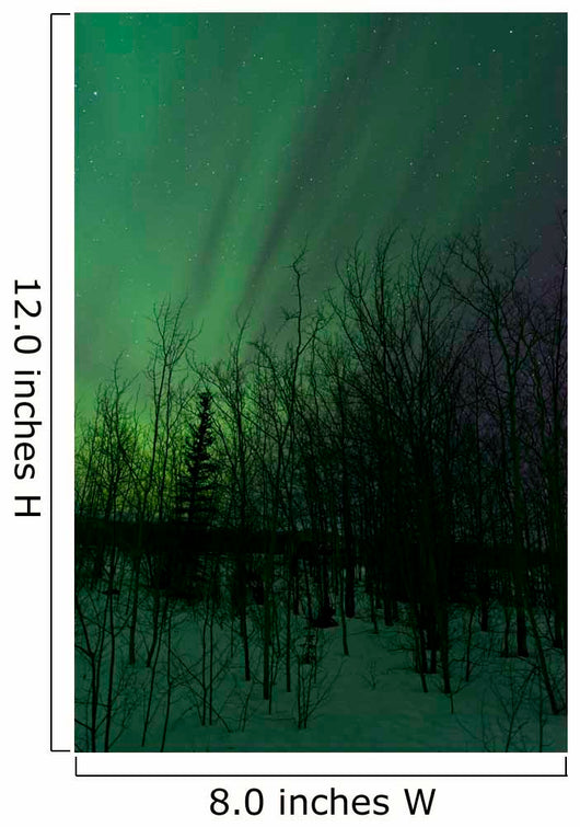 Aurora Borealis over Trees Wall Decal Design 6