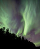Aurora Borealis over Trees Wall Decal Design 5