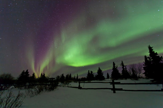 Aurora Borealis over Trees Wall Decal Design 4
