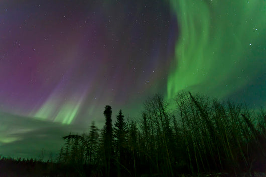 Aurora Borealis over Trees Wall Decal Design 3