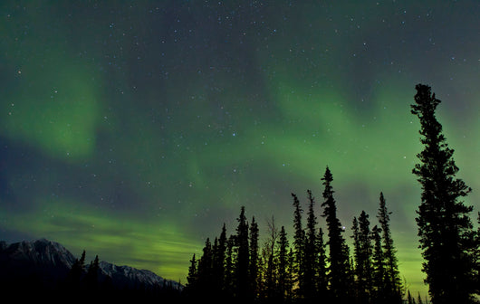 Aurora Borealis over Trees Wall Decal Design 2