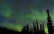 Aurora Borealis over Trees Wall Decal Design 2
