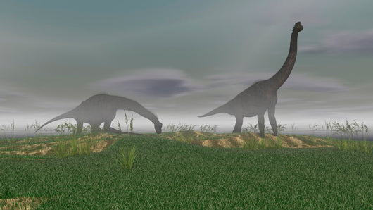 Two Brachiosaurus Dinosaurs Grazing Wall Decal Design 2