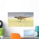 Ceratosaurus Running across Barren Wall Decal Design 8