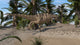 Ceratosaurus Hunting Prehistoric Environment Wall Decal Design 5