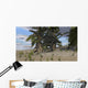 Spinosaurus Hunting Desert Environment Wall Decal Design 3