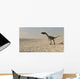 Coelophysis Walking across Barren Wall Decal Design 2