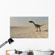 Coelophysis Walking across Barren Wall Decal Design 2