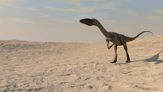 Coelophysis Walking across Barren Wall Decal Design 2