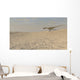 Coelophysis Running across Barren Wall Decal Design 2