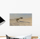 Coelophysis Running across Barren Wall Decal Design 1