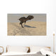 Majungasaurus Running across Barren Wall Decal Design 2