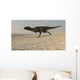 Majungasaurus Running across Barren Wall Decal Design 1