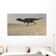 Majungasaurus Running across Barren Wall Decal Design 1