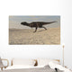 Majungasaurus Running across Barren Wall Decal Design 1