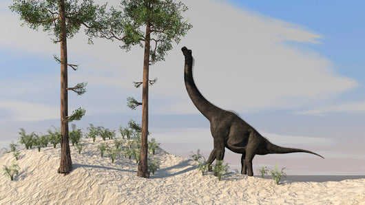 Large Brachiosaurus Grazing Tall Wall Decal