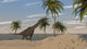 Large Brachiosaurus Roaming Tropical Wall Decal Design 1