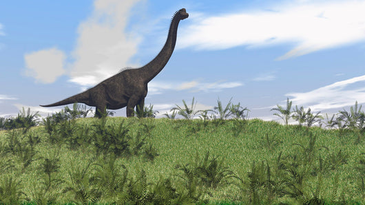 Large Brachiosaurus Grazing Open Wall Decal