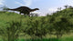 Dicraeosaurus Walking across Open Wall Decal Design 4