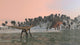 Utahraptor Hunting Kentrosaurus Shores Wall Decal