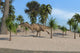 Ceratosaurus Running across Tropical Wall Decal Design 2