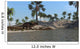 Brown Einiosaurus Walking along Wall Decal