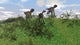 Two Utahraptors Chasing Gigantoraptor Wall Decal Design 1