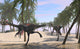 Two Gigantoraptors Running Wall Decal