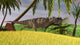 Ceratosaurus Hunting Field Wall Decal Design 2