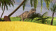 Ceratosaurus Hunting Field Wall Decal Design 1