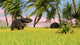Triceratops Roaming Tropical Environment Wall Decal Design 4