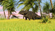 Triceratops Roaming Tropical Environment Wall Decal Design 3
