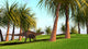 Dicraeosaurus Walking across Field Wall Decal Design 2