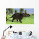Triceratops Walking Open Field Wall Decal