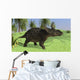 Triceratops Walking Open Field Wall Decal
