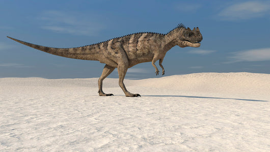 Ceratosaurus Walking across Barren Wall Decal
