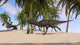 Majungasaurus Running across Tropical Wall Decal Design 3