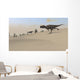 Ceratosaurus Running across Barren Wall Decal Design 5