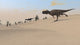 Ceratosaurus Running across Barren Wall Decal Design 5