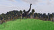 Large Brachiosaurus Open Field Wall Decal Design 2