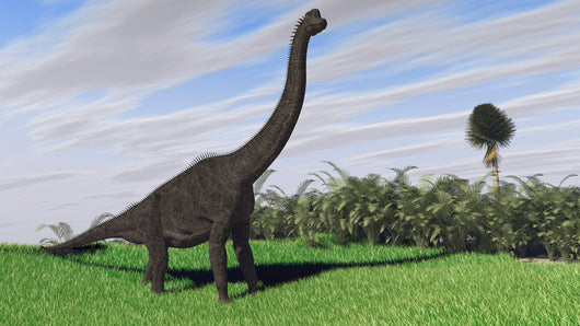 Large Brachiosaurus Open Field Wall Decal Design 1