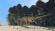 Ceratosaurus Running across Prehistoric Wall Decal Design 2