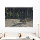Ceratosaurus Running across Prehistoric Wall Decal Design 1