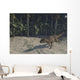 Ceratosaurus Running across Prehistoric Wall Decal Design 1