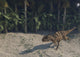 Ceratosaurus Running across Prehistoric Wall Decal Design 1